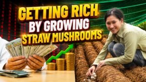The store offers high-quality organic and Asian mushrooms.