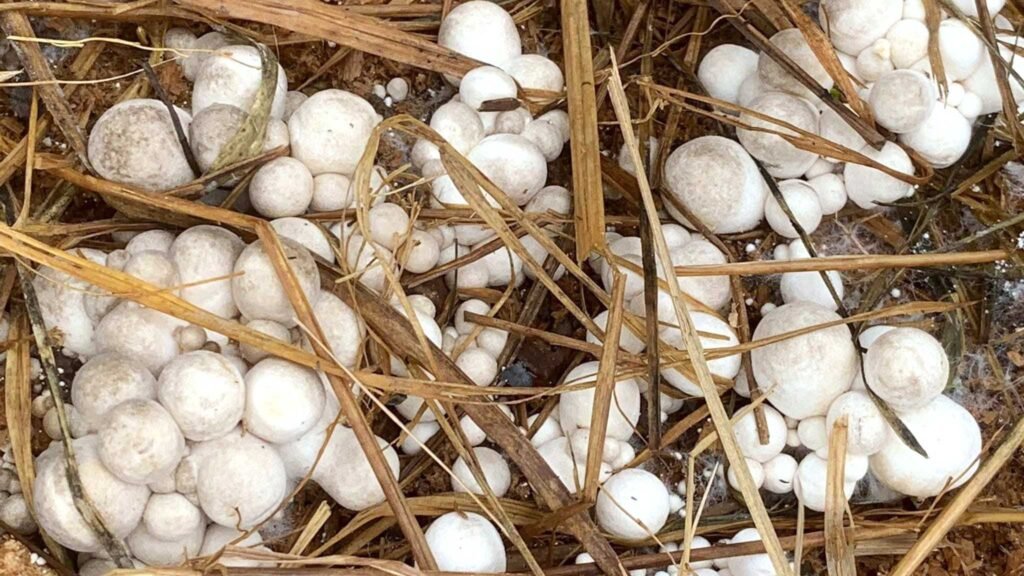 The store offers high-quality organic and Asian mushrooms.