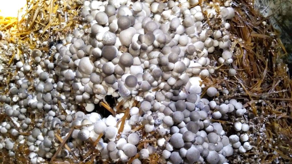 The store offers high-quality organic and Asian mushrooms.