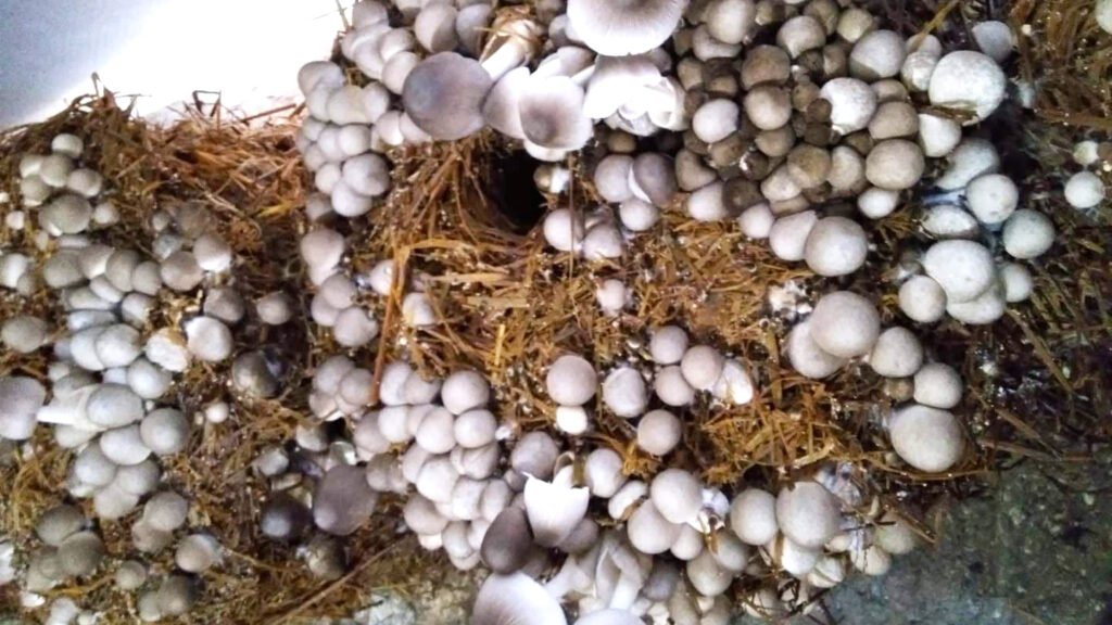 The store offers high-quality organic and Asian mushrooms.