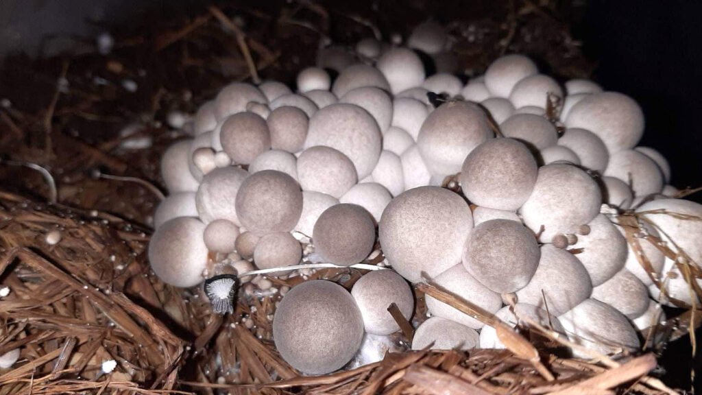 The store offers high-quality organic and Asian mushrooms.