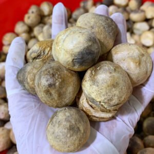 Dried Straw Mushrooms | Freeze-Dried Straw Mushrooms from Vietnam